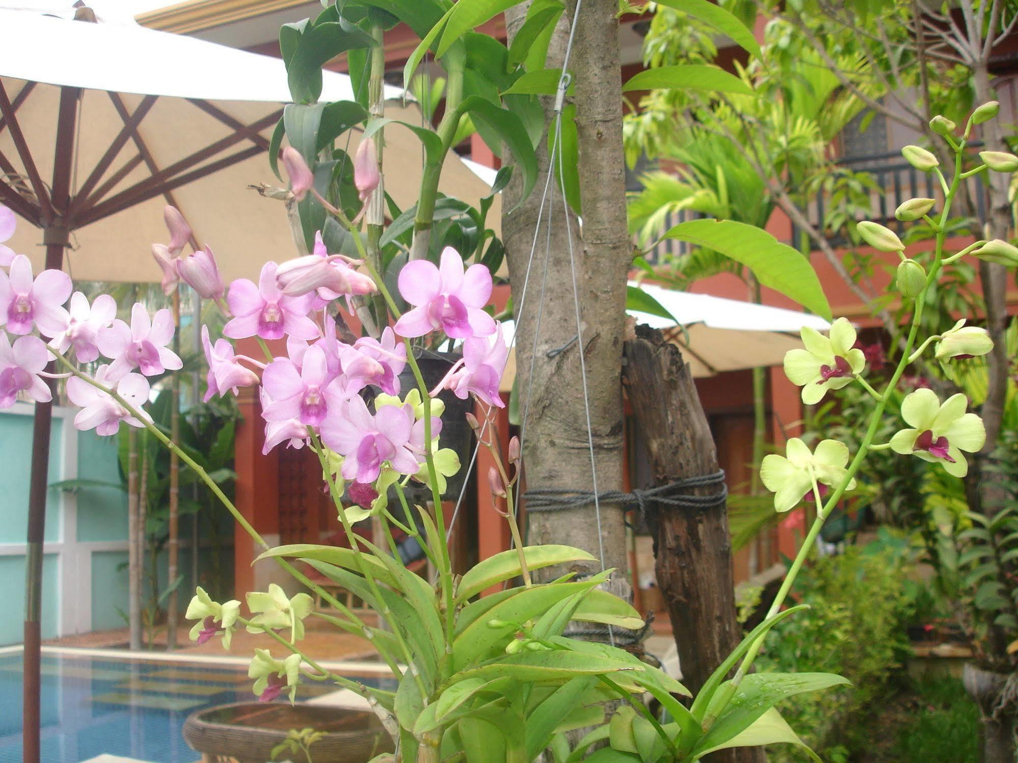 Jasmine Lodge Siem Reap Exteriör bild